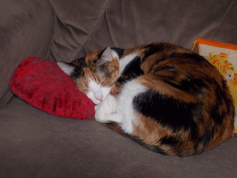 Gueneviere: Gratitude in Fur