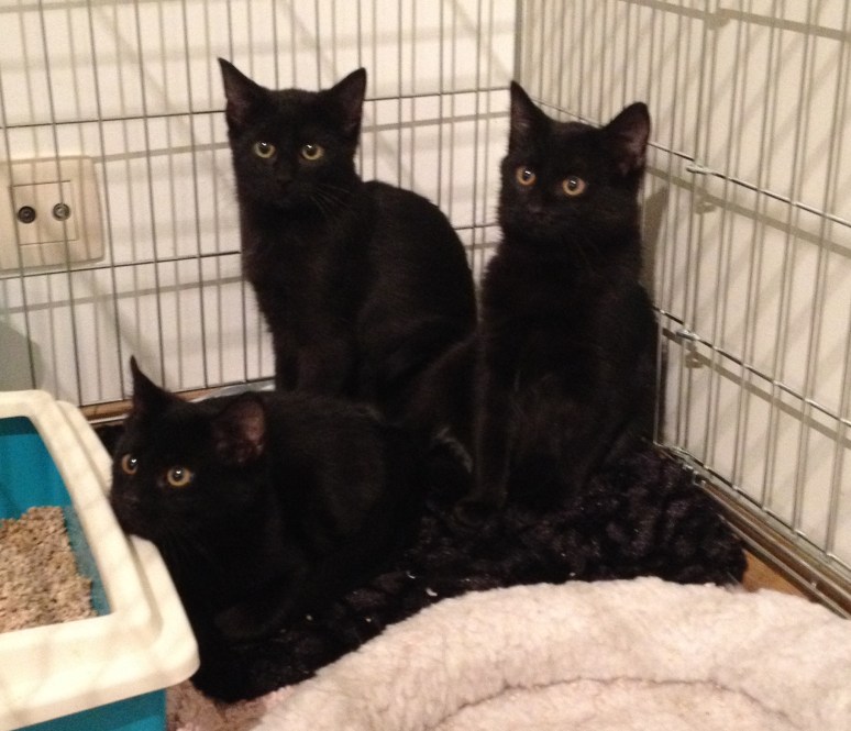 Three little fosters...