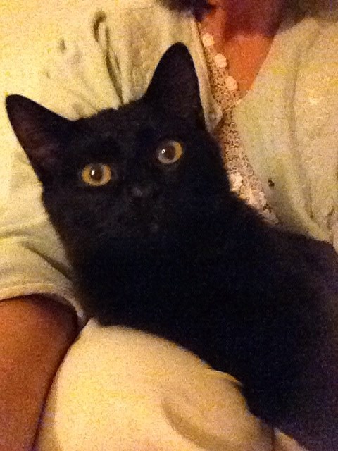 On my lap: finally comfortable with human contact.