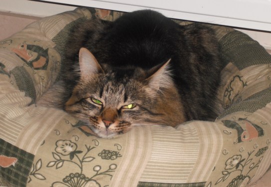 Maggie, my failed foster