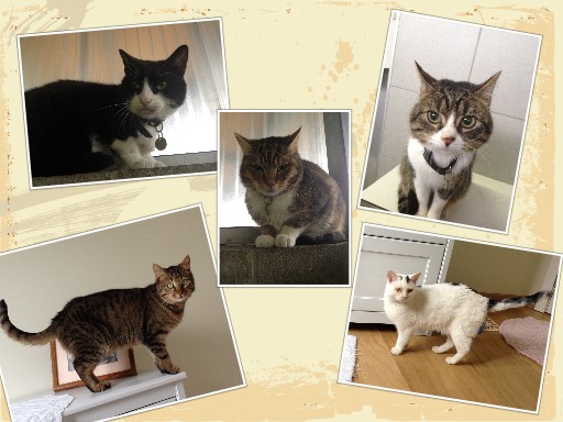 Alban in the middle, Toby bottom left and Benni bottom right. Top left and right are two who remain at the shelter. 