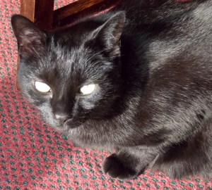 George, my alpha cat.