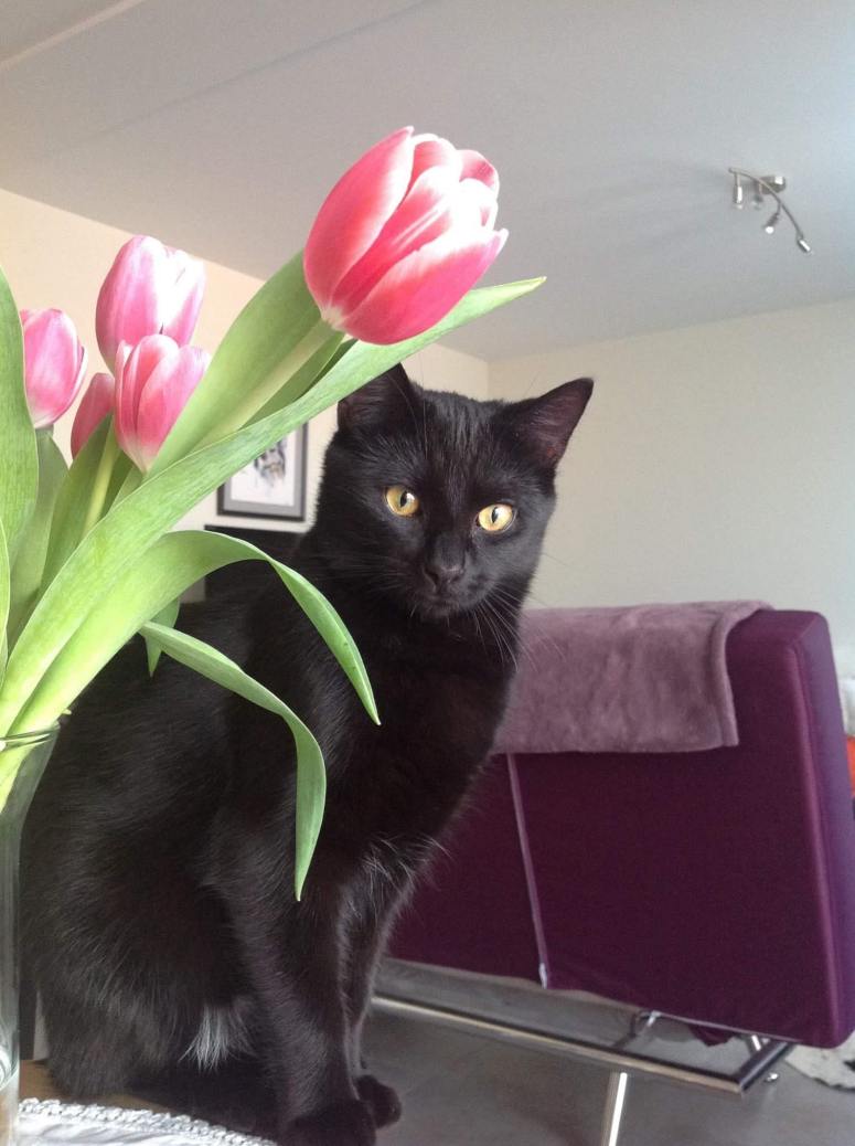 15776986_10211422819956059_928528712484239052_o